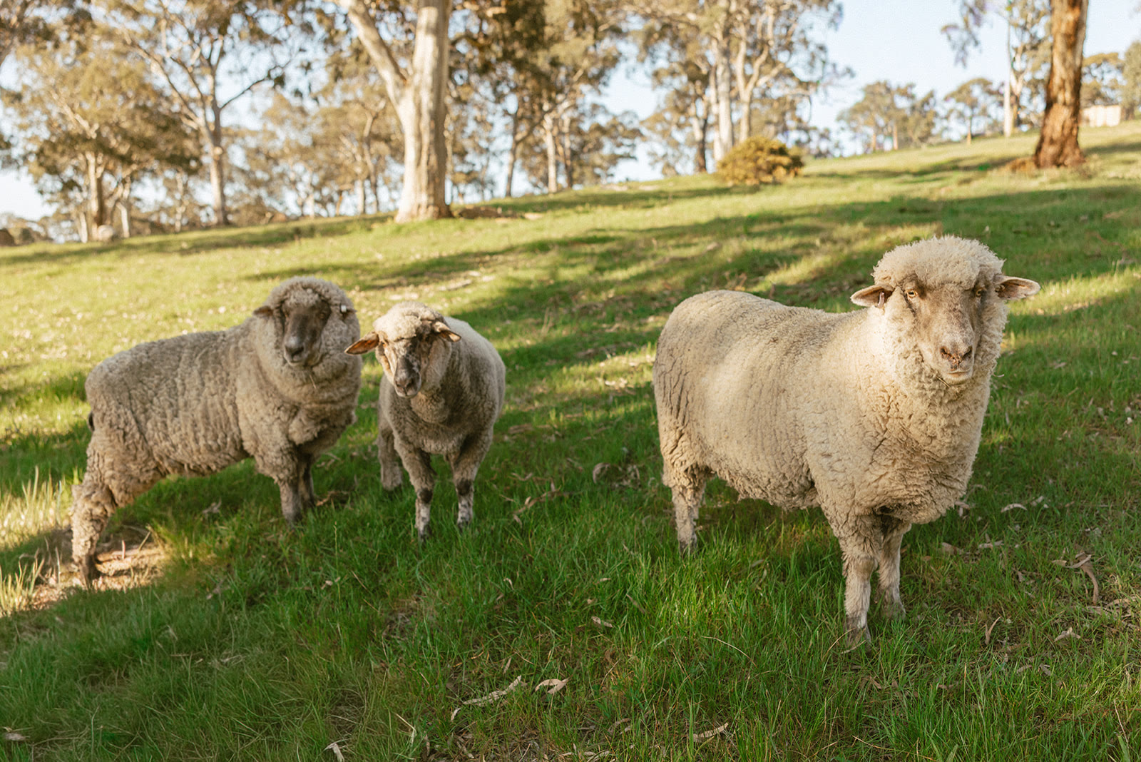 Sheep grazing on green pasture beneath the gums at Monapilla Estate