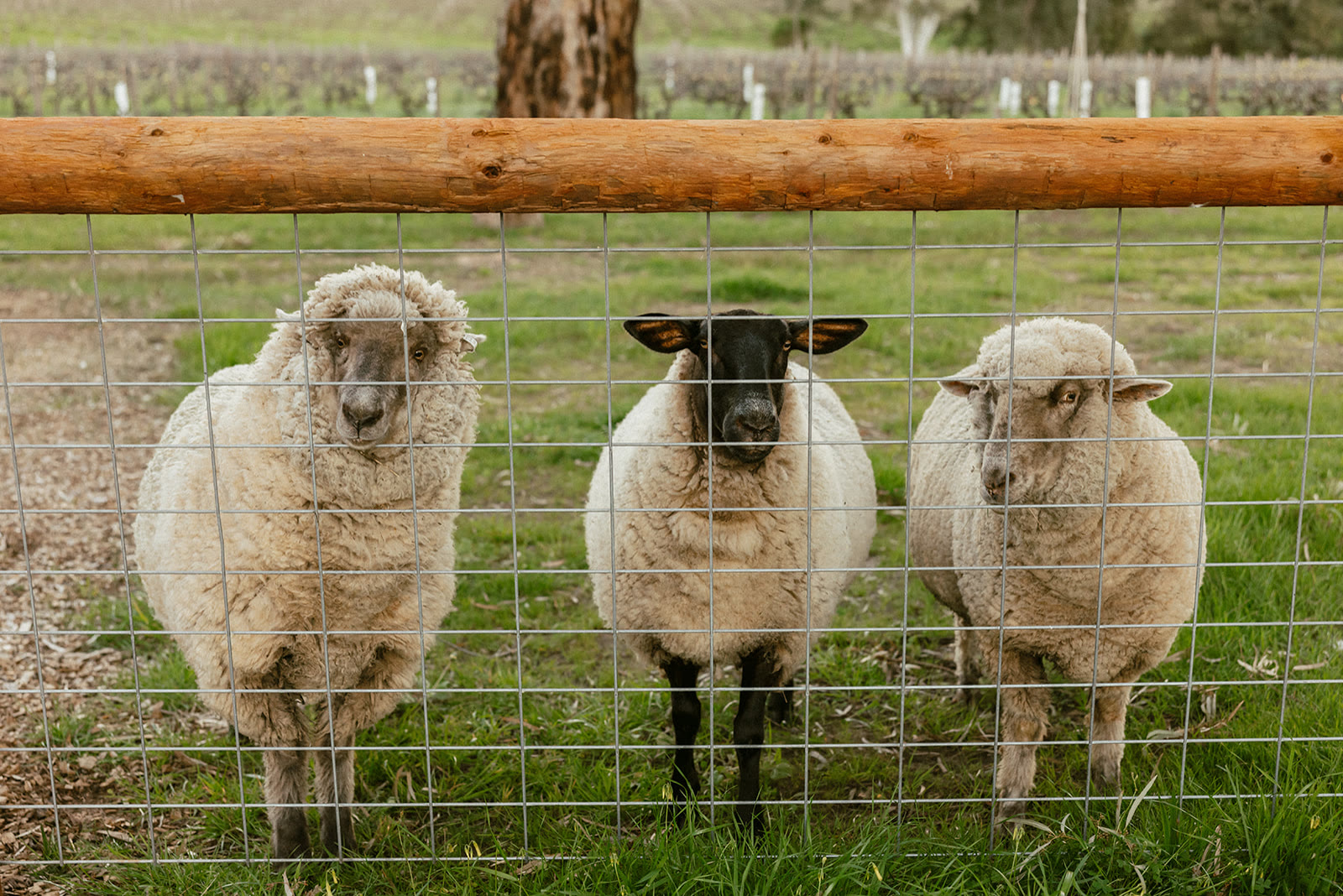 Three sheep at the fence of a vineyard paddock, looking at the camera