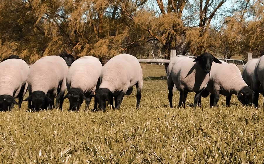 Suffolk ewes grazing among the gums at Monapilla Estate