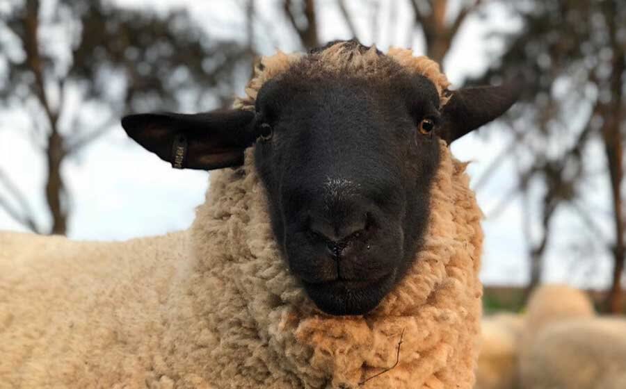 A close portrait of a Suffolk ewe with its distinctive black face