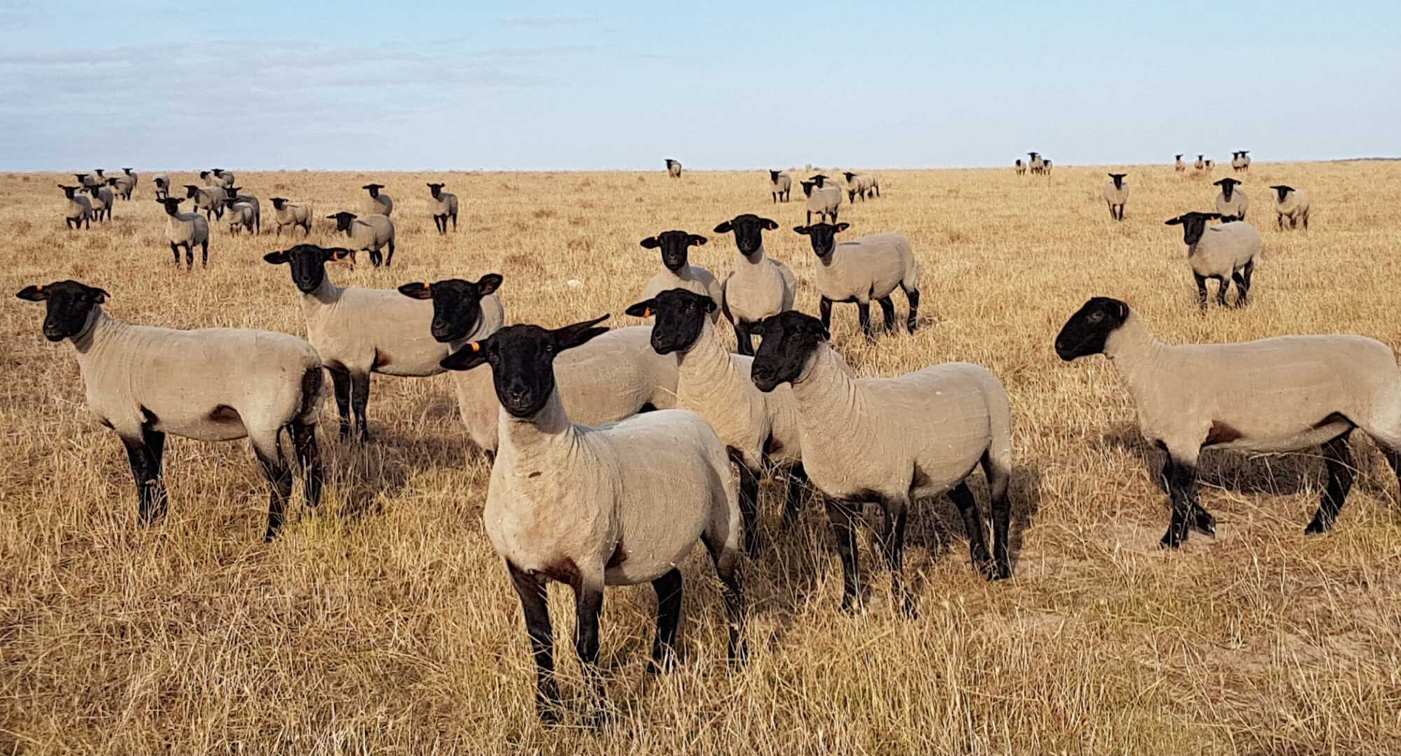 A flock of black-faced Suffolk ewes in a golden paddock at Monapilla Estate