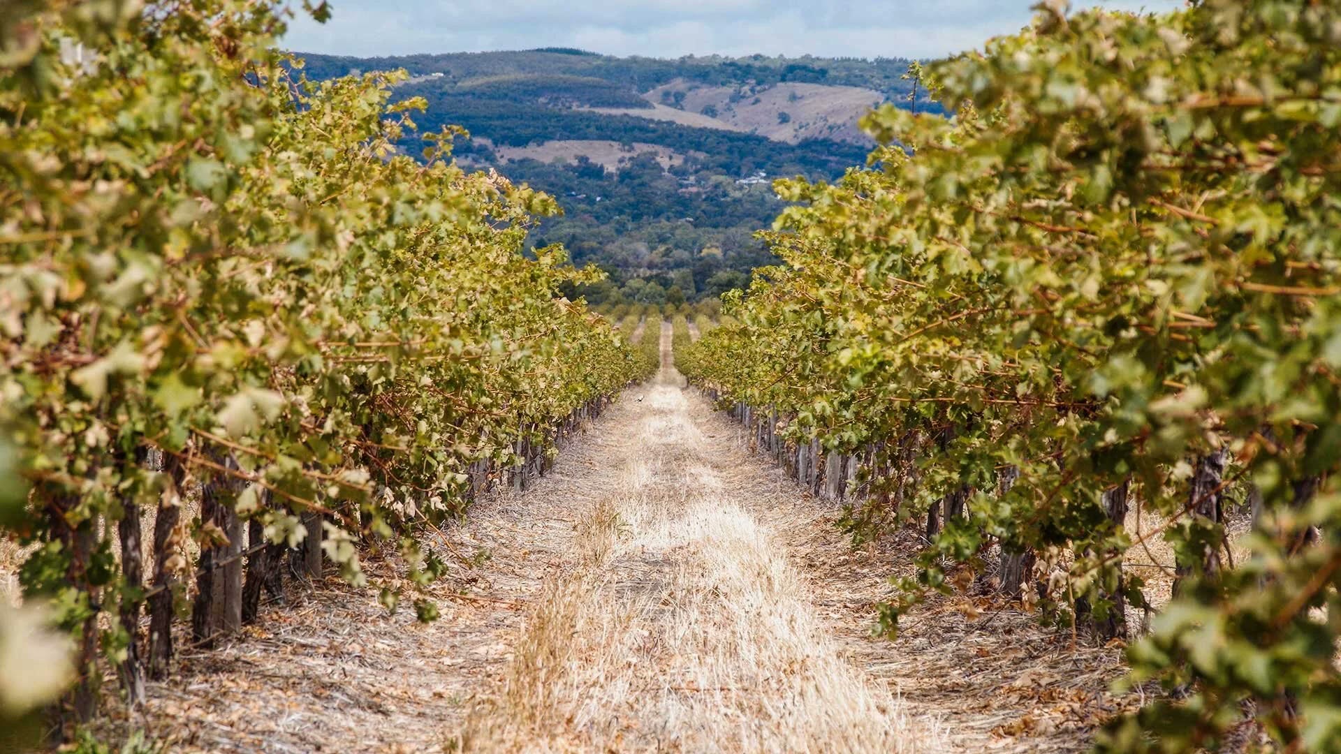 A row of Shiraz vines running down The Range towards the McLaren Vale hills